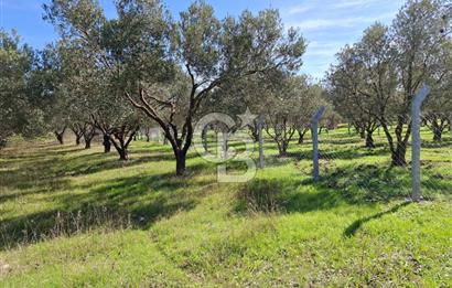 MENEMEN TÜRKELLİ PAŞALAR FIRSAT TARLA