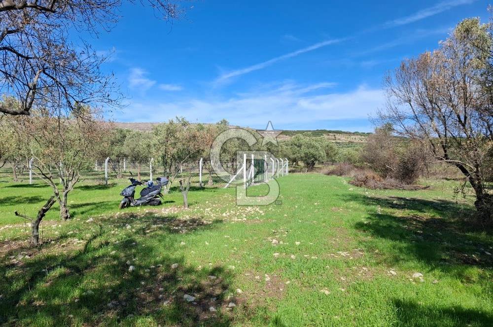 MENEMEN TÜRKELLİ PAŞALAR FIRSAT TARLA