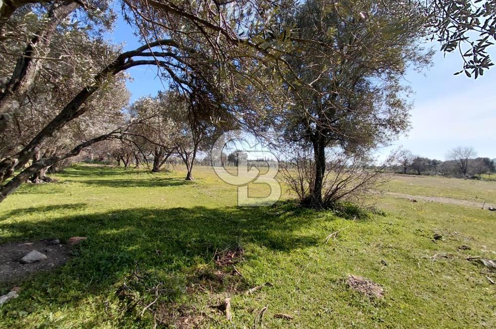 Foça Yenibağarası’nda Yola Cepheli Sahile Yakın Parsel