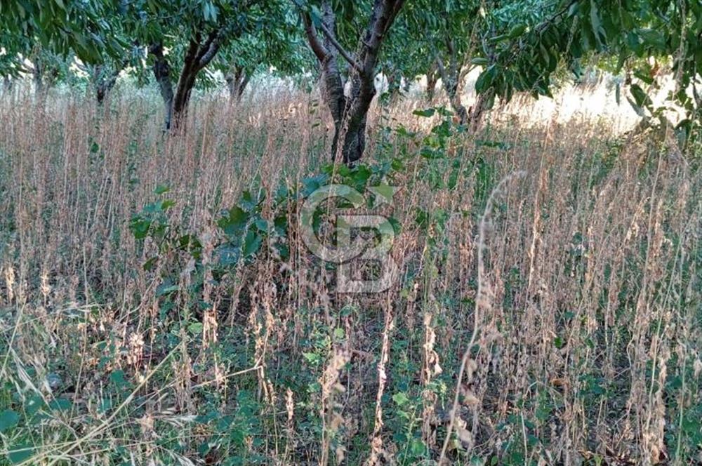 BAYINDIR ÇINARDİBİ FIRSAT TARLA