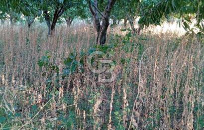 BAYINDIR ÇINARDİBİ FIRSAT TARLA