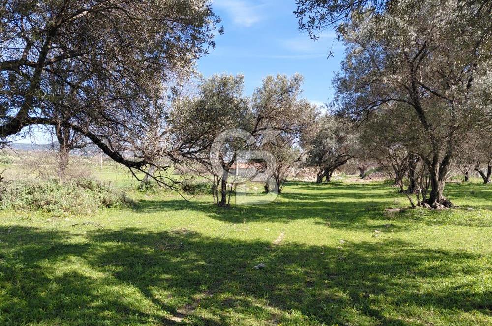 Foça Yenibağarası’nda Yola Cepheli Sahile Yakın Parsel