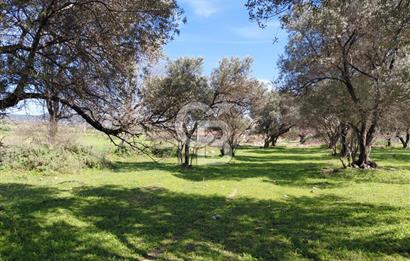 Foça Yenibağarası’nda Yola Cepheli Sahile Yakın Parsel