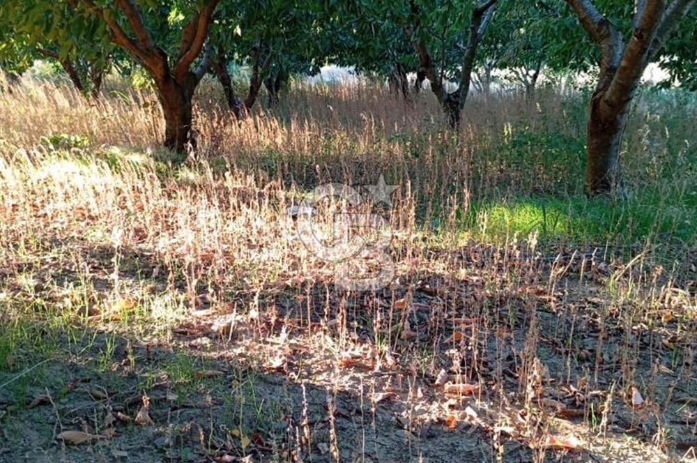 BAYINDIR ÇINARDİBİ FIRSAT TARLA