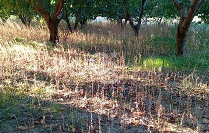 BAYINDIR ÇINARDİBİ FIRSAT TARLA