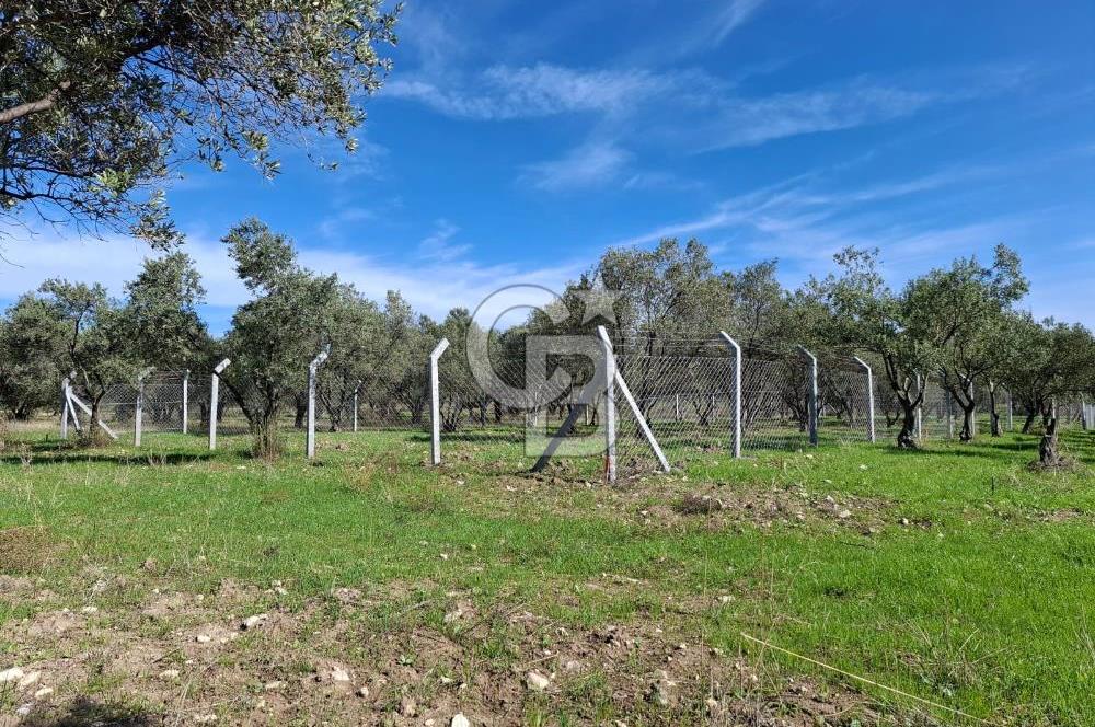 MENEMEN TÜRKELLİ PAŞALAR FIRSAT TARLA