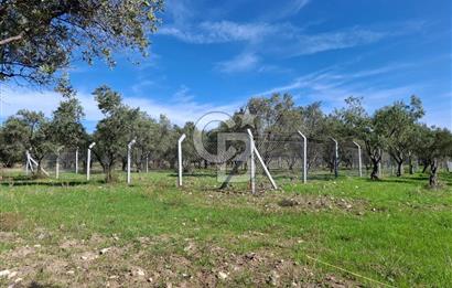 MENEMEN TÜRKELLİ PAŞALAR FIRSAT TARLA