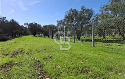 MENEMEN TÜRKELLİ PAŞALAR FIRSAT TARLA