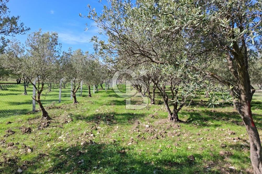 MENEMEN TÜRKELLİ PAŞALAR FIRSAT TARLA