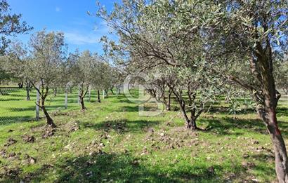 MENEMEN TÜRKELLİ PAŞALAR FIRSAT TARLA