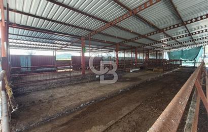 COLDWELL BANKER POYRAZ'DAN FIRSAT FİYATINA ACİL SATILIK ÇİFTLİK