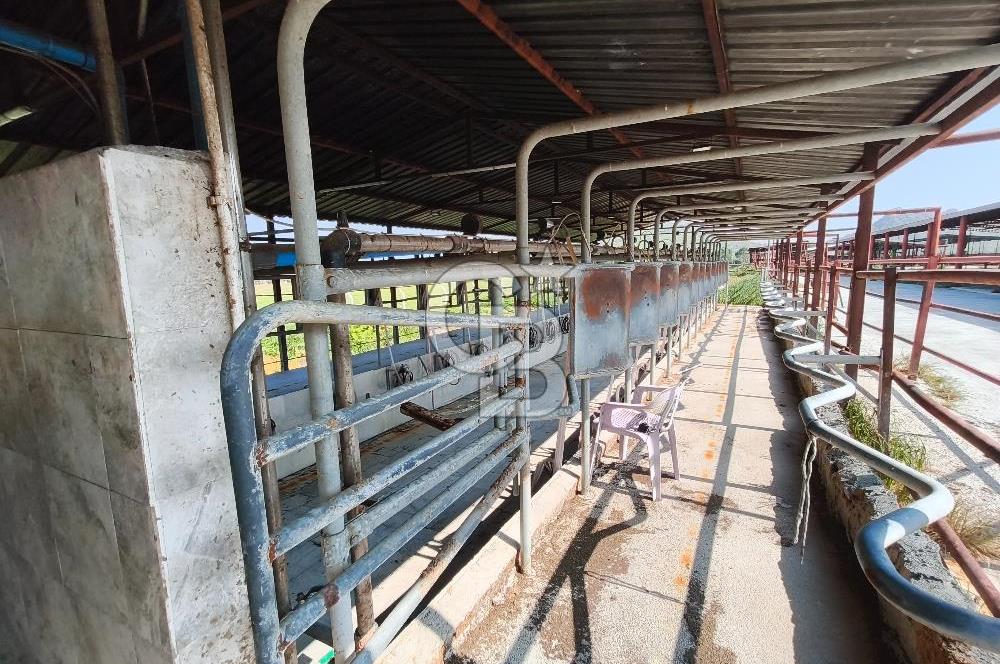 COLDWELL BANKER POYRAZ'DAN FIRSAT FİYATINA ACİL SATILIK ÇİFTLİK