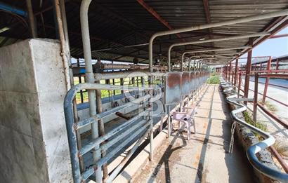 COLDWELL BANKER POYRAZ'DAN FIRSAT FİYATINA ACİL SATILIK ÇİFTLİK