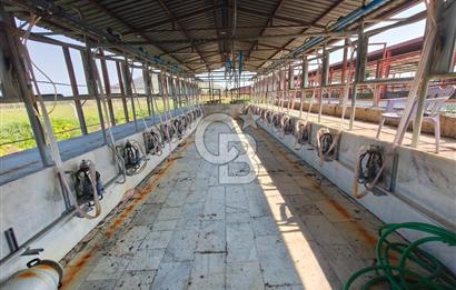 COLDWELL BANKER POYRAZ'DAN FIRSAT FİYATINA ACİL SATILIK ÇİFTLİK