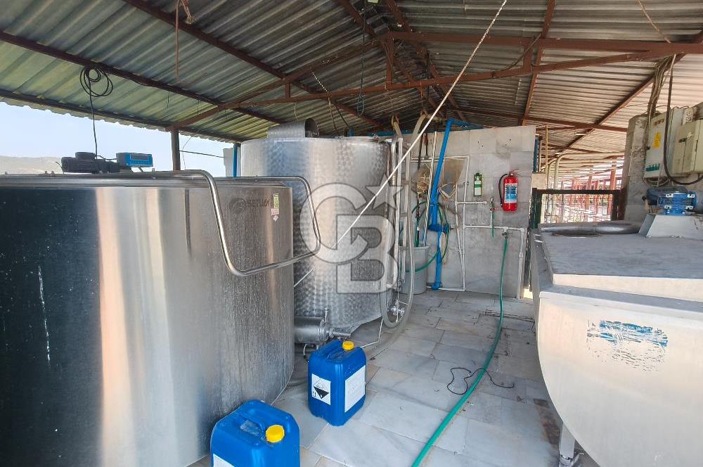 COLDWELL BANKER POYRAZ'DAN FIRSAT FİYATINA ACİL SATILIK ÇİFTLİK