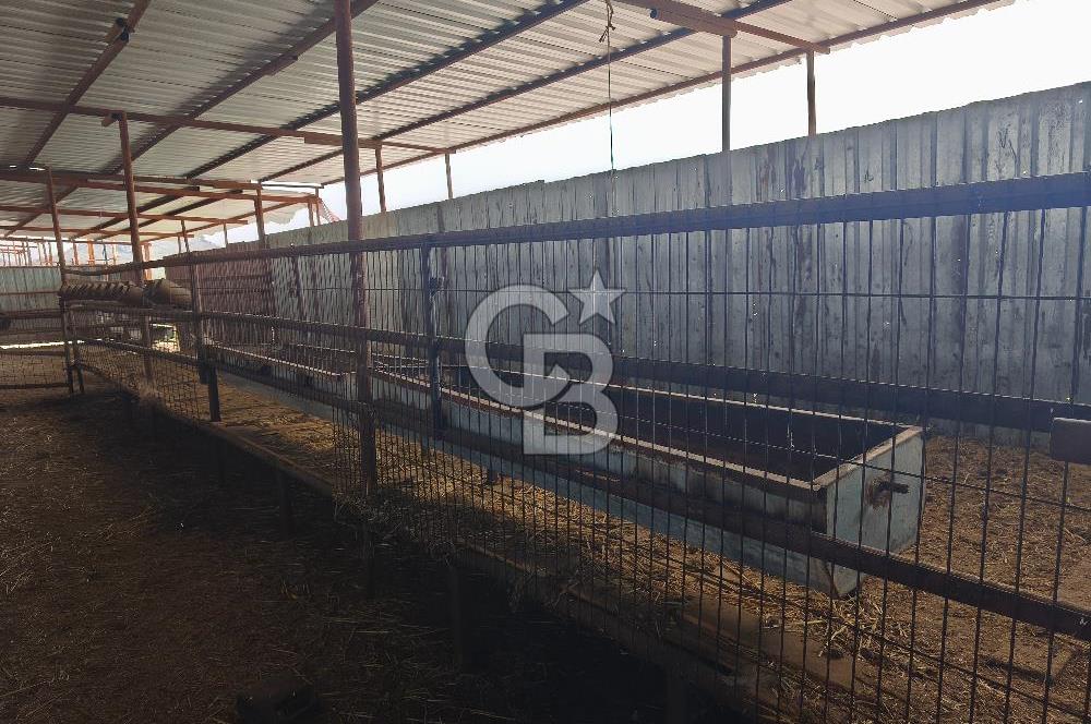 COLDWELL BANKER POYRAZ'DAN FIRSAT FİYATINA ACİL SATILIK ÇİFTLİK