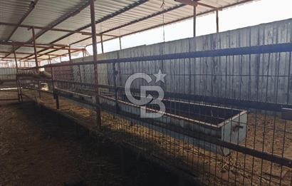 COLDWELL BANKER POYRAZ'DAN FIRSAT FİYATINA ACİL SATILIK ÇİFTLİK