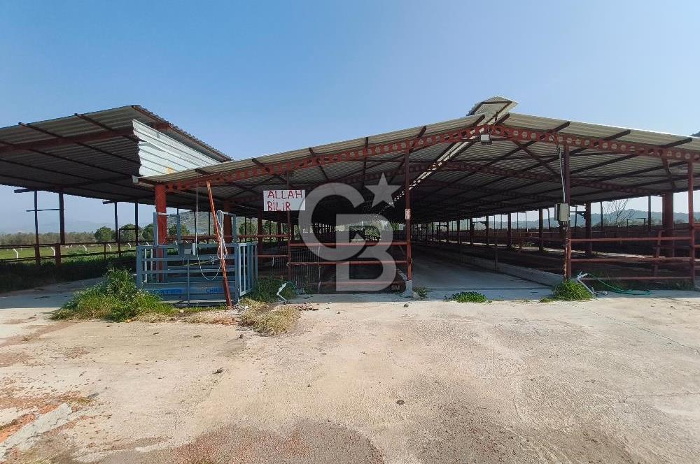 COLDWELL BANKER POYRAZ'DAN FIRSAT FİYATINA ACİL SATILIK ÇİFTLİK