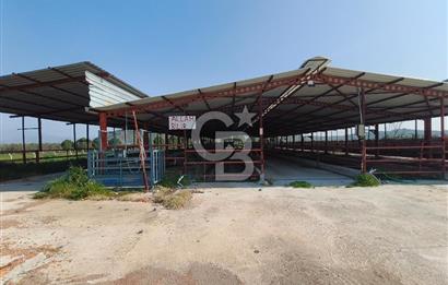 COLDWELL BANKER POYRAZ'DAN FIRSAT FİYATINA ACİL SATILIK ÇİFTLİK