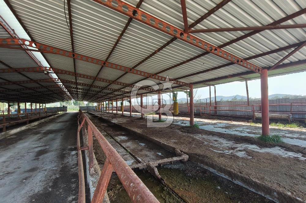 COLDWELL BANKER POYRAZ'DAN FIRSAT FİYATINA ACİL SATILIK ÇİFTLİK