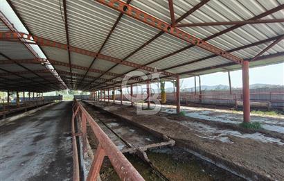 COLDWELL BANKER POYRAZ'DAN FIRSAT FİYATINA ACİL SATILIK ÇİFTLİK