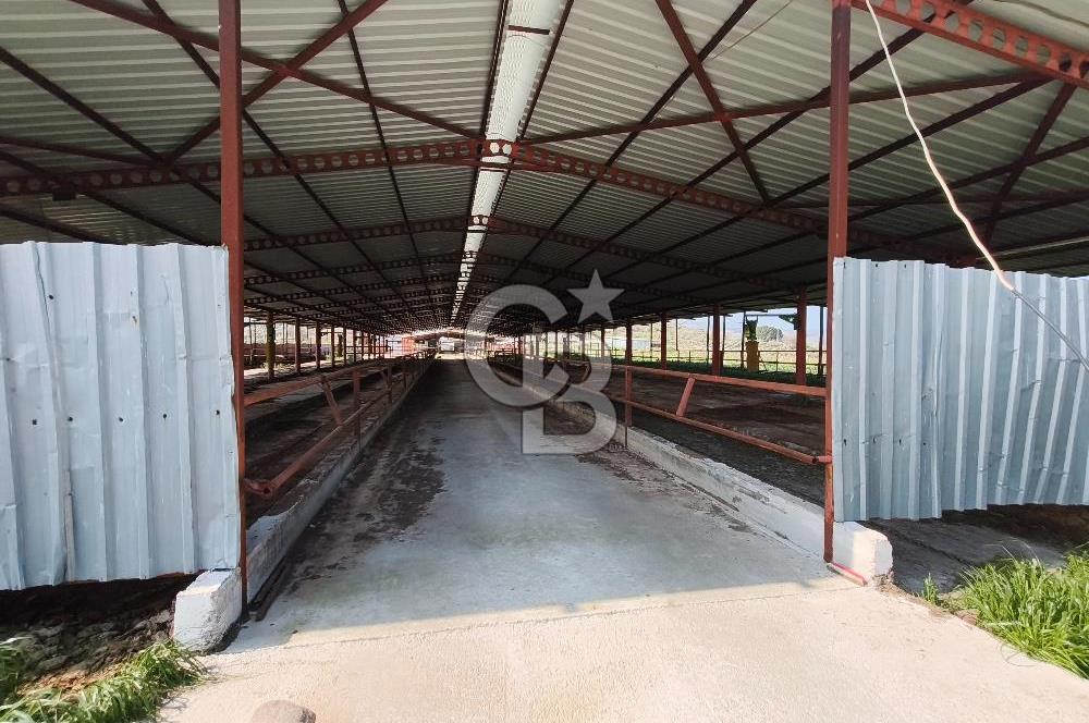 COLDWELL BANKER POYRAZ'DAN FIRSAT FİYATINA ACİL SATILIK ÇİFTLİK