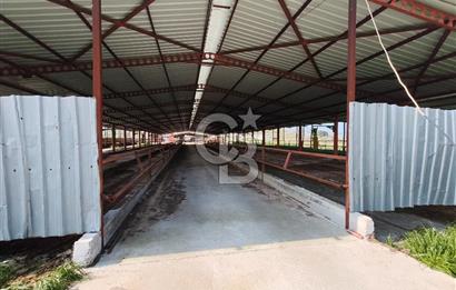 COLDWELL BANKER POYRAZ'DAN FIRSAT FİYATINA ACİL SATILIK ÇİFTLİK