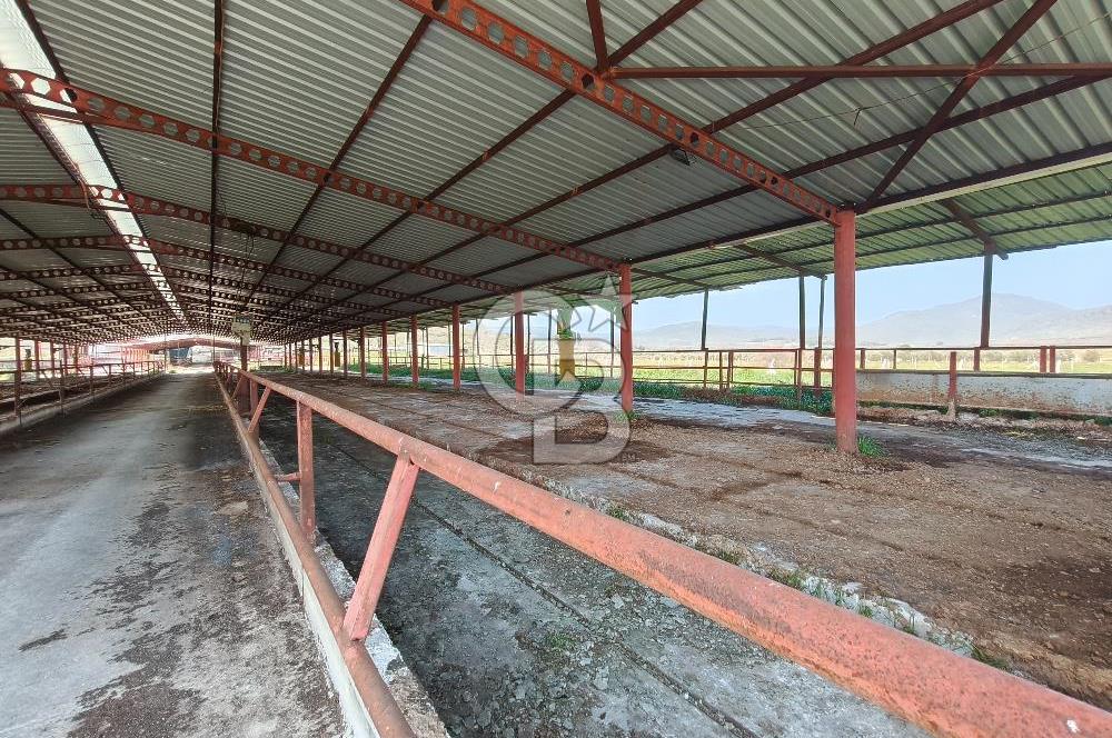 COLDWELL BANKER POYRAZ'DAN FIRSAT FİYATINA ACİL SATILIK ÇİFTLİK