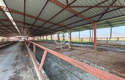 COLDWELL BANKER POYRAZ'DAN FIRSAT FİYATINA ACİL SATILIK ÇİFTLİK