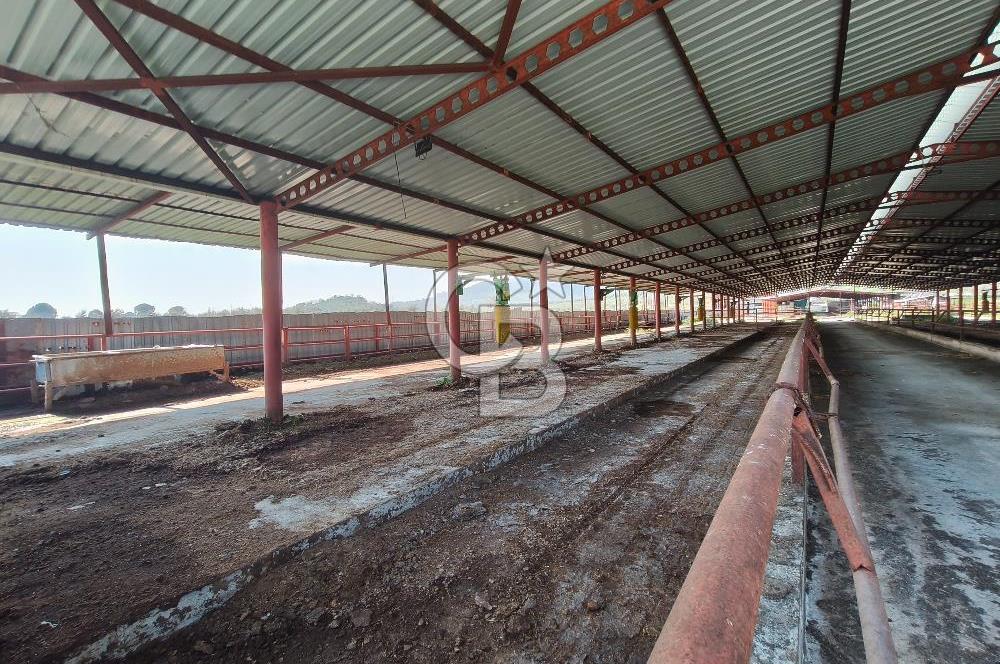 COLDWELL BANKER POYRAZ'DAN FIRSAT FİYATINA ACİL SATILIK ÇİFTLİK