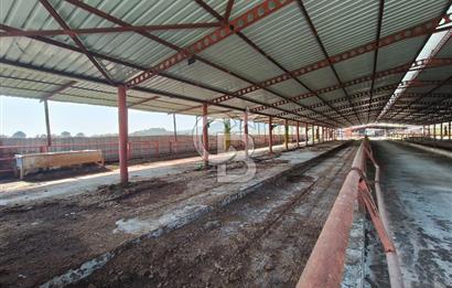 COLDWELL BANKER POYRAZ'DAN FIRSAT FİYATINA ACİL SATILIK ÇİFTLİK