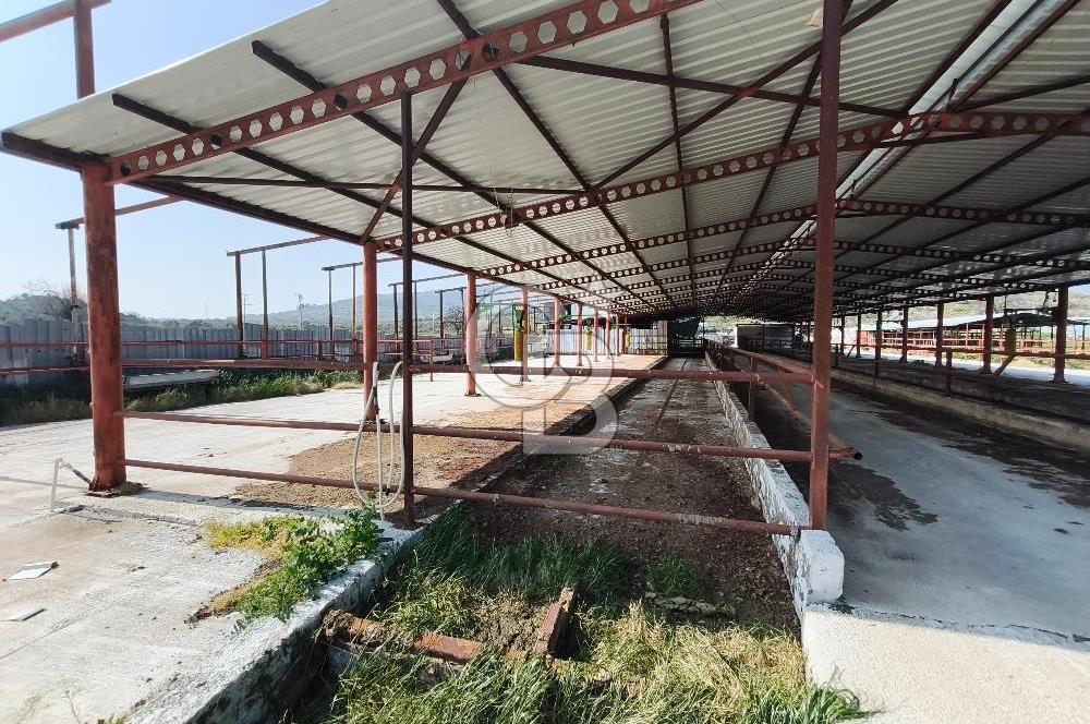 COLDWELL BANKER POYRAZ'DAN FIRSAT FİYATINA ACİL SATILIK ÇİFTLİK