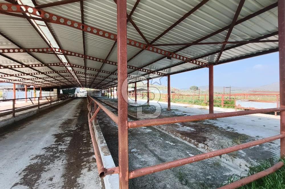 COLDWELL BANKER POYRAZ'DAN FIRSAT FİYATINA ACİL SATILIK ÇİFTLİK