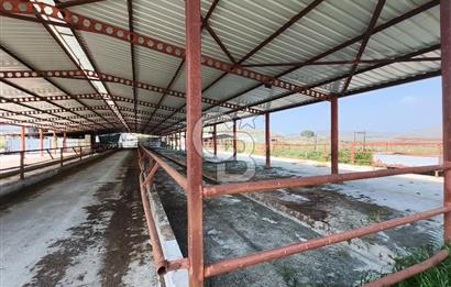 COLDWELL BANKER POYRAZ'DAN FIRSAT FİYATINA ACİL SATILIK ÇİFTLİK