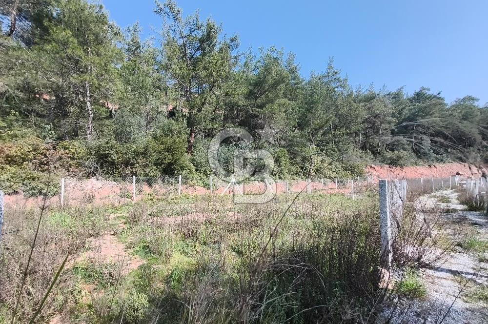 COLDWELL BANKER POYRAZ'DAN YENİ KÖYDE DOĞA İLE İÇ İÇE 250 M² TARLA