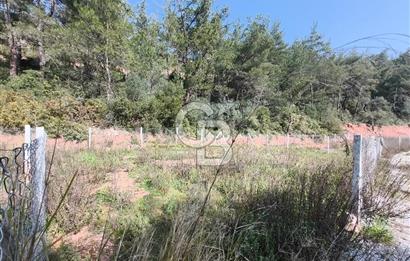 COLDWELL BANKER POYRAZ'DAN YENİ KÖYDE DOĞA İLE İÇ İÇE 250 M² TARLA