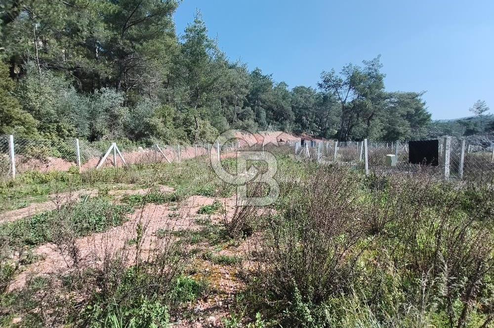 COLDWELL BANKER POYRAZ'DAN YENİ KÖYDE DOĞA İLE İÇ İÇE 250 M² TARLA