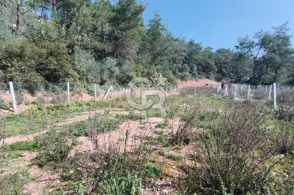 COLDWELL BANKER POYRAZ'DAN YENİ KÖYDE DOĞA İLE İÇ İÇE 250 M² TARLA