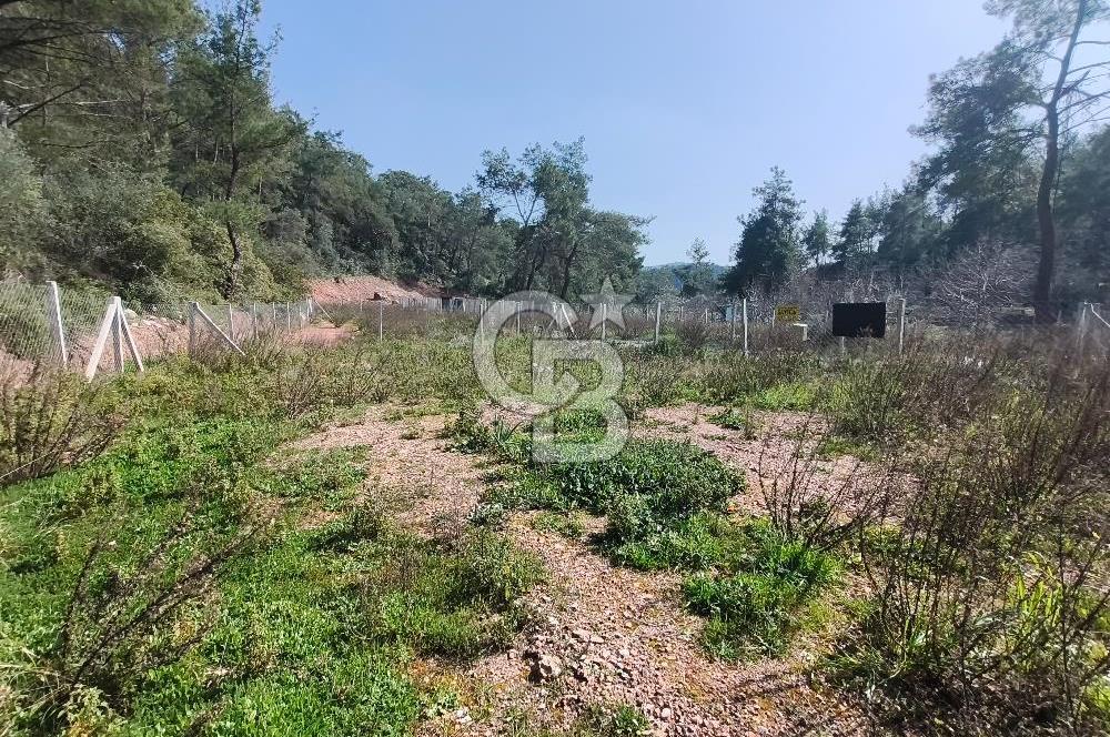 COLDWELL BANKER POYRAZ'DAN YENİ KÖYDE DOĞA İLE İÇ İÇE 250 M² TARLA