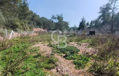 COLDWELL BANKER POYRAZ'DAN YENİ KÖYDE DOĞA İLE İÇ İÇE 250 M² TARLA