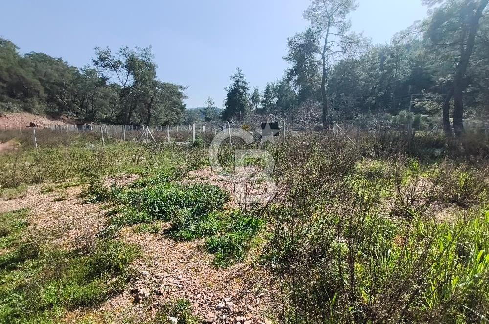 COLDWELL BANKER POYRAZ'DAN YENİ KÖYDE DOĞA İLE İÇ İÇE 250 M² TARLA