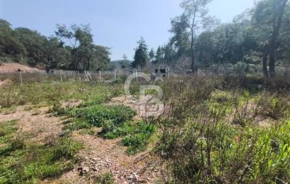 COLDWELL BANKER POYRAZ'DAN YENİ KÖYDE DOĞA İLE İÇ İÇE 250 M² TARLA