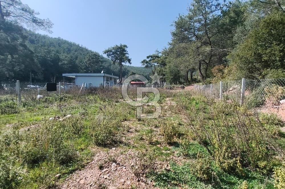 COLDWELL BANKER POYRAZ'DAN YENİ KÖYDE DOĞA İLE İÇ İÇE 250 M² TARLA