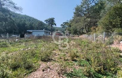 COLDWELL BANKER POYRAZ'DAN YENİ KÖYDE DOĞA İLE İÇ İÇE 250 M² TARLA