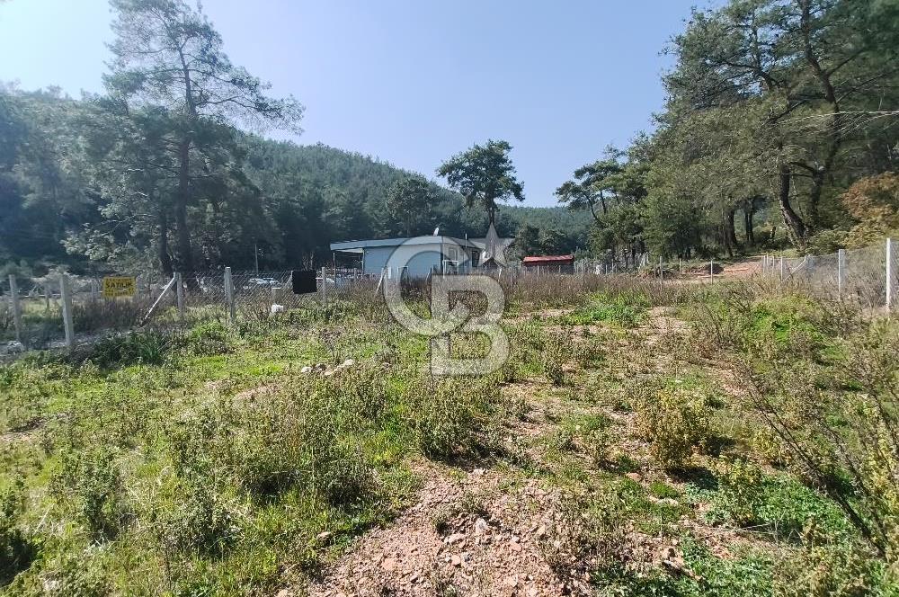 COLDWELL BANKER POYRAZ'DAN YENİ KÖYDE DOĞA İLE İÇ İÇE 250 M² TARLA