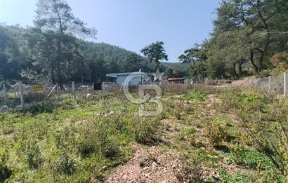 COLDWELL BANKER POYRAZ'DAN YENİ KÖYDE DOĞA İLE İÇ İÇE 250 M² TARLA