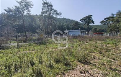 COLDWELL BANKER POYRAZ'DAN YENİ KÖYDE DOĞA İLE İÇ İÇE 250 M² TARLA