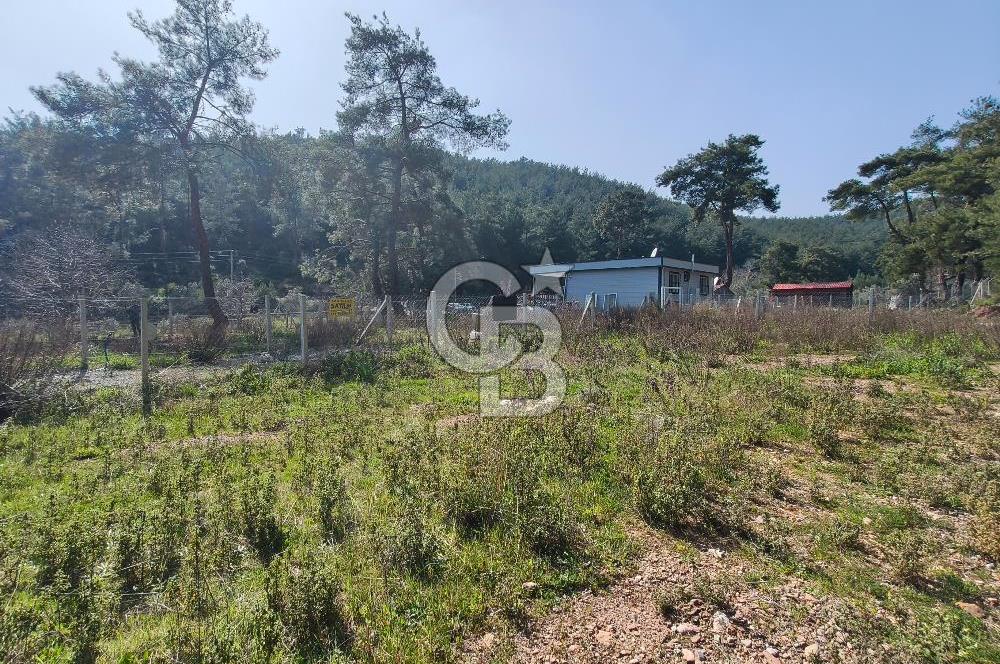 COLDWELL BANKER POYRAZ'DAN YENİ KÖYDE DOĞA İLE İÇ İÇE 250 M² TARLA