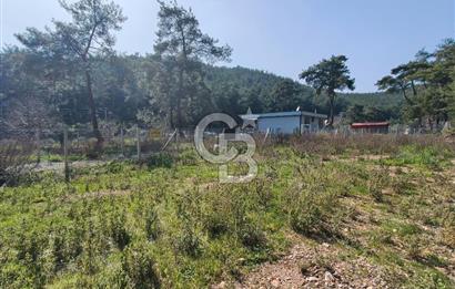 COLDWELL BANKER POYRAZ'DAN YENİ KÖYDE DOĞA İLE İÇ İÇE 250 M² TARLA