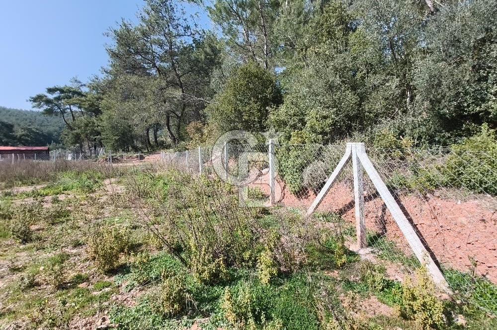 COLDWELL BANKER POYRAZ'DAN YENİ KÖYDE DOĞA İLE İÇ İÇE 250 M² TARLA